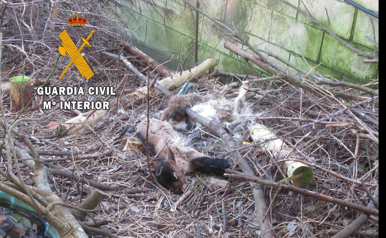 La Guardia Civil localiza 4 cabras muertas y 3 vivas en una finca abandonada de La Caridad