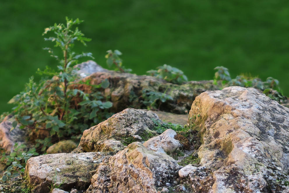 Imágenes reunidas en el concurso Arqueofoto realizado por los museos arqueológicos de Gijón con la colaboración de EL COMERCIO para difundir el patrimonio de la ciudad.
