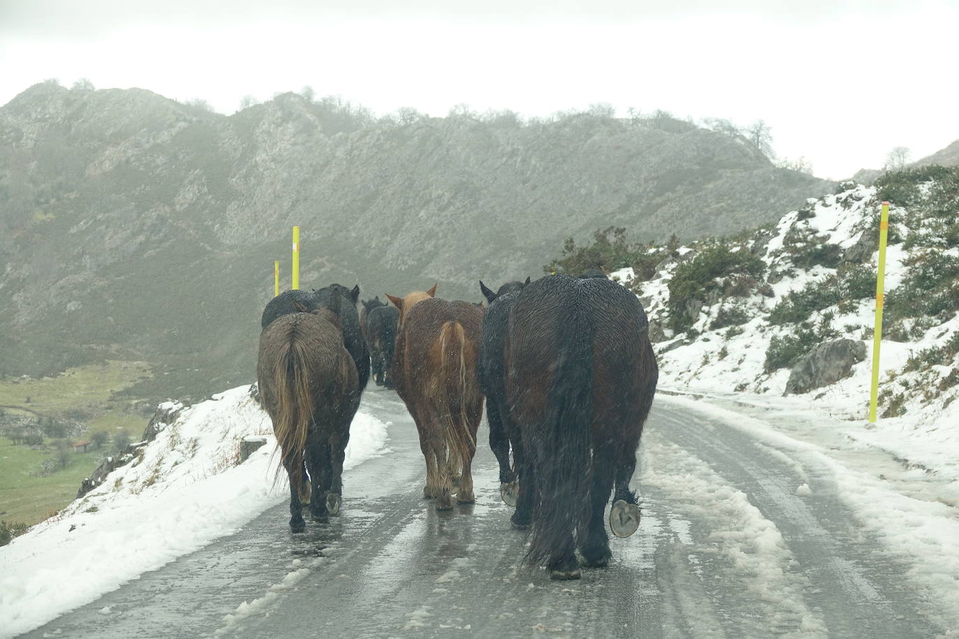 Muchas personas se decidieron a subir a los Lagos de Covadonga llamados por la nieve caída en la noche