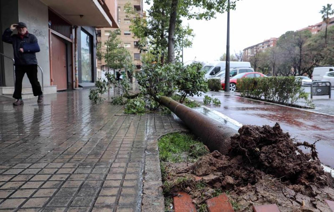 Un árbol arrancado por el viento en Valencia.