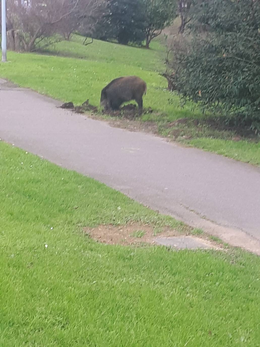 Los vecinos han visto al animal esta mañana en el parque de la Deva