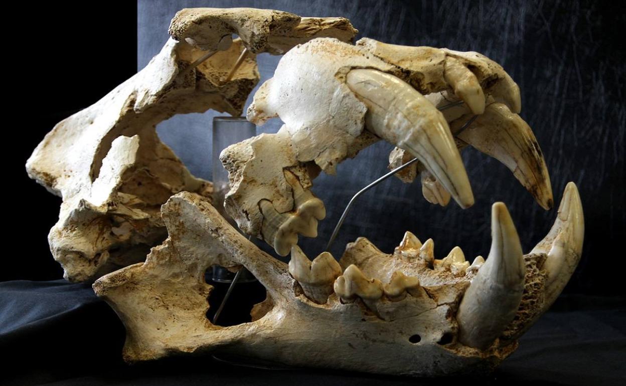 Cráneo del león del Paleolítico