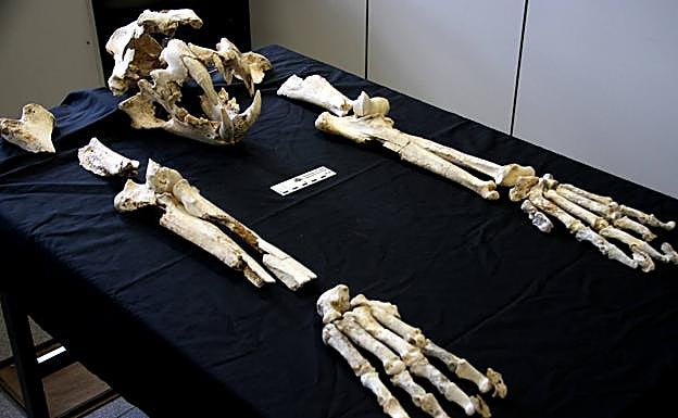 Restos del león de las cavernas.