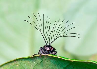 Imagen secundaria 1 - «Líneas de alarma, Antenas y feromonas y 'Nanoplancton calcáreo'. 