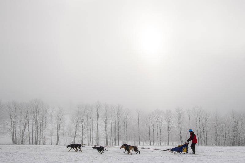 Alrededor de setecientos perros y más de cien 'mushers' han participado en la carrera 'Sedivackuv Long 2020', que se celebra entre el 21 y 25 de enero en Orlicke Mountain (República Checa). Se trata de la competición más larga del país en su categoría y una de las más duras de Europa. 