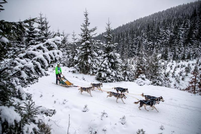 Alrededor de setecientos perros y más de cien 'mushers' han participado en la carrera 'Sedivackuv Long 2020', que se celebra entre el 21 y 25 de enero en Orlicke Mountain (República Checa). Se trata de la competición más larga del país en su categoría y una de las más duras de Europa. 