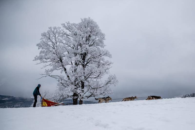 Alrededor de setecientos perros y más de cien 'mushers' han participado en la carrera 'Sedivackuv Long 2020', que se celebra entre el 21 y 25 de enero en Orlicke Mountain (República Checa). Se trata de la competición más larga del país en su categoría y una de las más duras de Europa. 