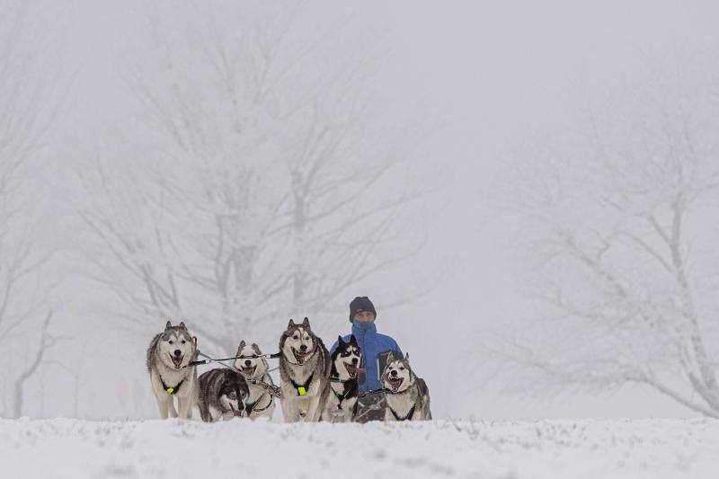 Alrededor de setecientos perros y más de cien 'mushers' han participado en la carrera 'Sedivackuv Long 2020', que se celebra entre el 21 y 25 de enero en Orlicke Mountain (República Checa). Se trata de la competición más larga del país en su categoría y una de las más duras de Europa. 