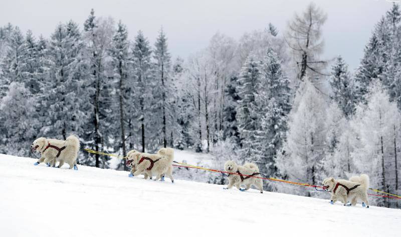 Alrededor de setecientos perros y más de cien 'mushers' han participado en la carrera 'Sedivackuv Long 2020', que se celebra entre el 21 y 25 de enero en Orlicke Mountain (República Checa). Se trata de la competición más larga del país en su categoría y una de las más duras de Europa. 