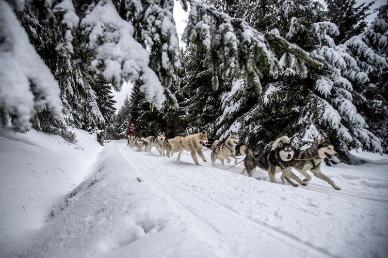 Alrededor de setecientos perros y más de cien 'mushers' han participado en la carrera 'Sedivackuv Long 2020', que se celebra entre el 21 y 25 de enero en Orlicke Mountain (República Checa). Se trata de la competición más larga del país en su categoría y una de las más duras de Europa. 