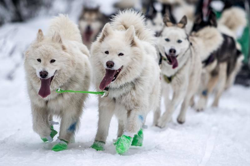 Alrededor de setecientos perros y más de cien 'mushers' han participado en la carrera 'Sedivackuv Long 2020', que se celebra entre el 21 y 25 de enero en Orlicke Mountain (República Checa). Se trata de la competición más larga del país en su categoría y una de las más duras de Europa. 