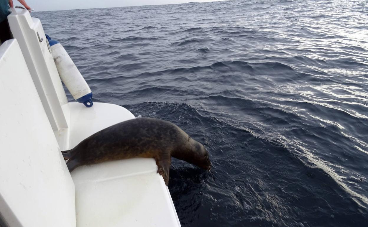 La foca, en el momento de su liberación. 