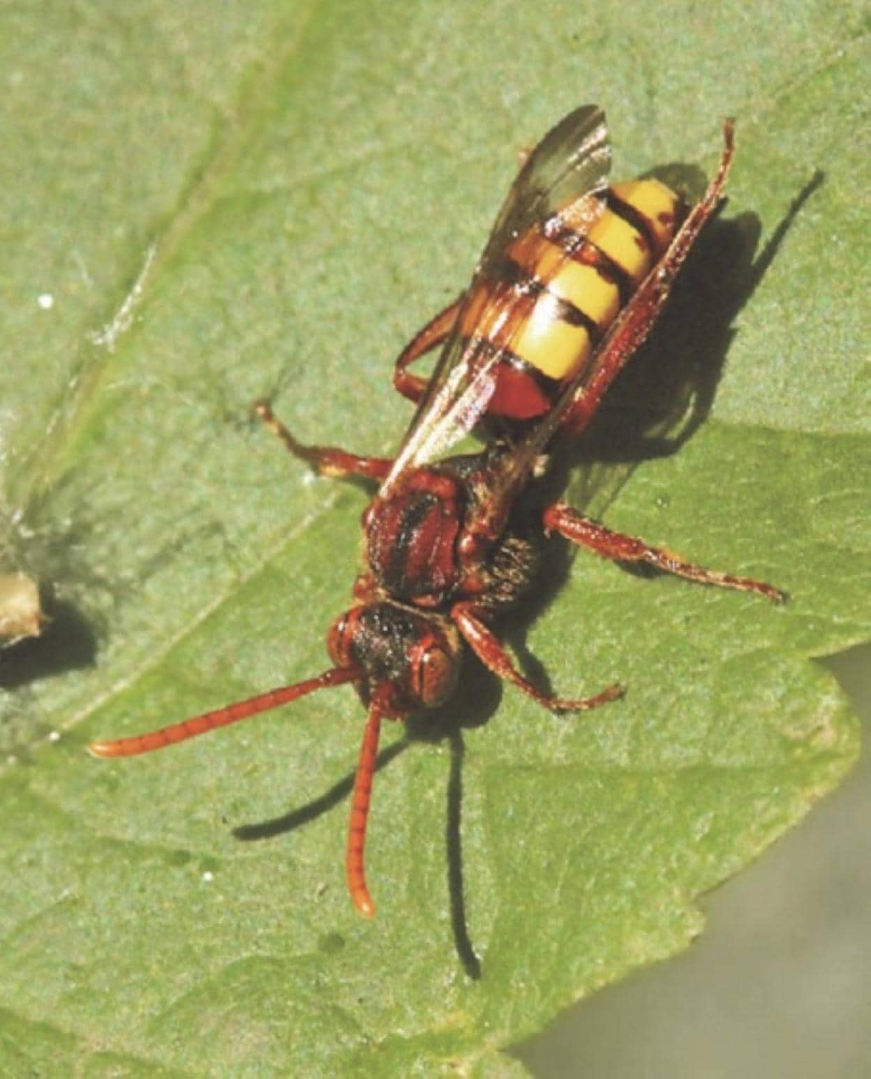 'Nomada flava' en el Botánico. 