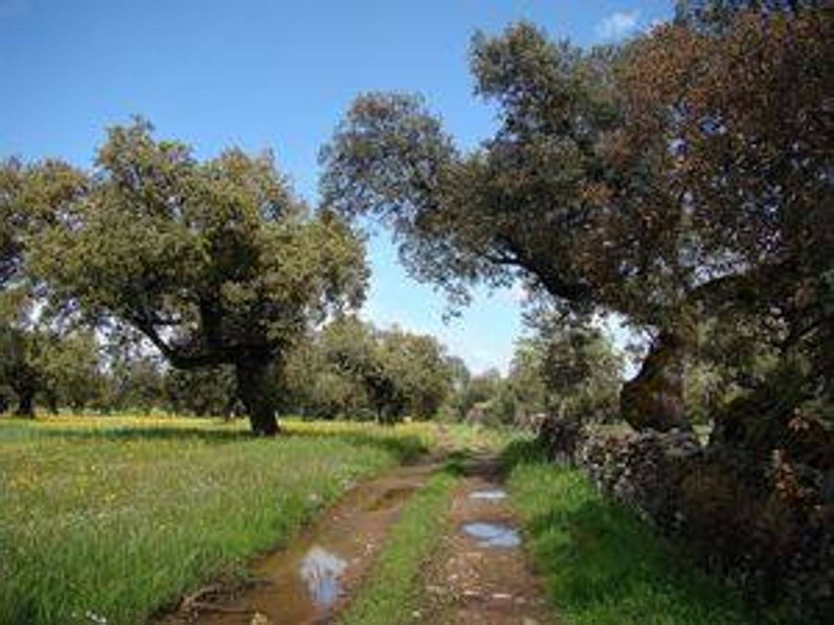 FREGENAL DE LA SIERRA (Badajoz)