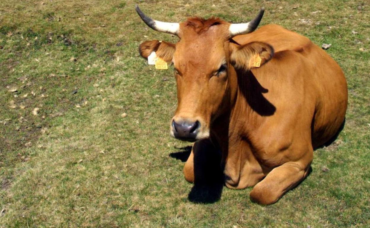 El Gobierno multa con 38.001 euros a un ganadero leonés «cuya vaca arrolló a un tren de Feve»