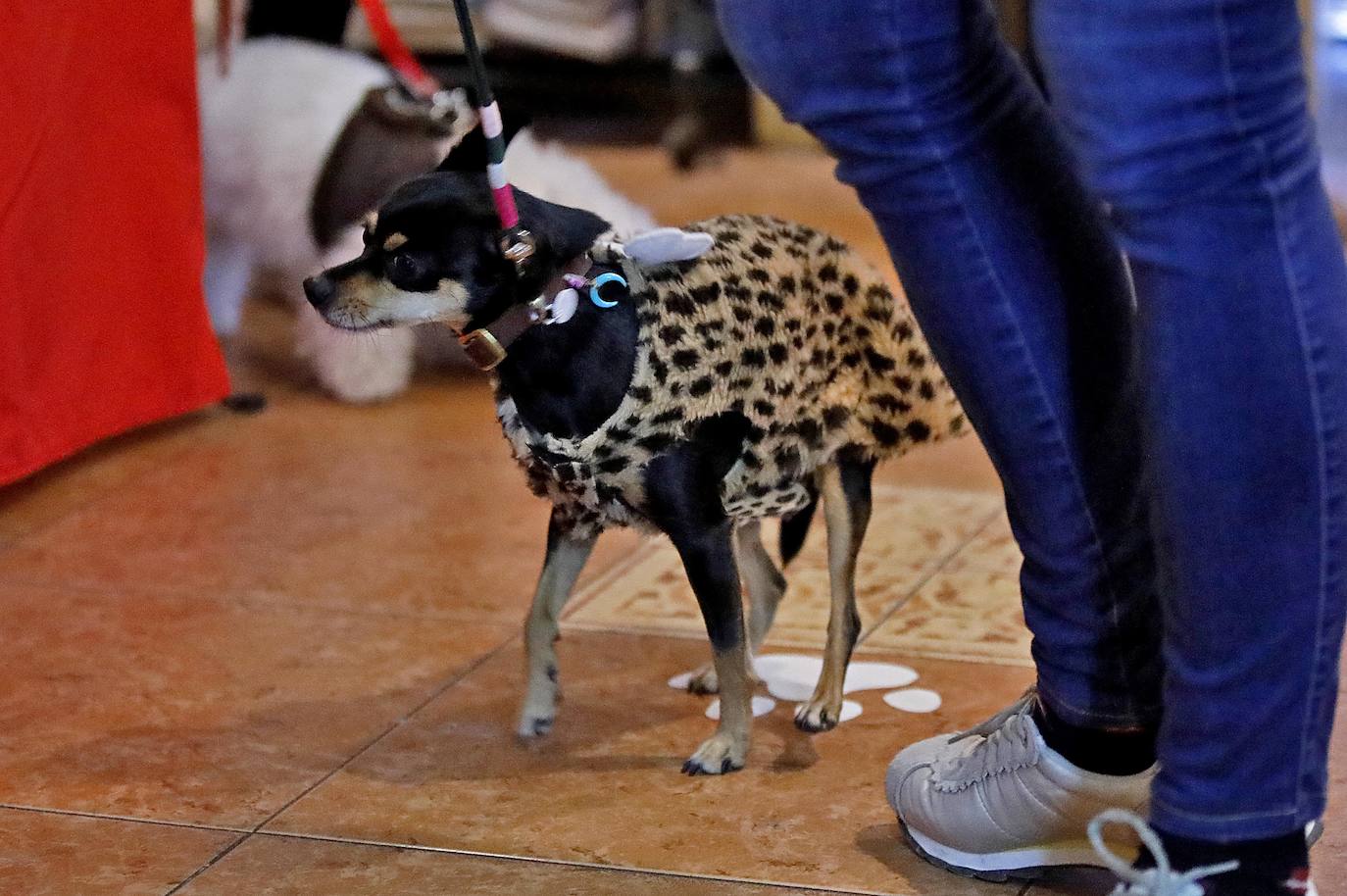 Animales y dueños disfrutaron este martes del tercer Perricarnaval en Green Zone Bio, donde desfilaron hasta treinta participantes