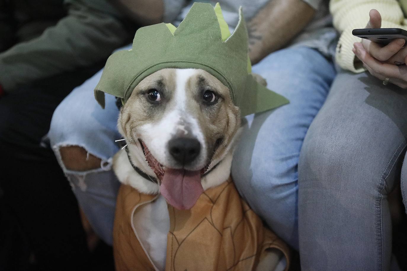 Animales y dueños disfrutaron este martes del tercer Perricarnaval en Green Zone Bio, donde desfilaron hasta treinta participantes