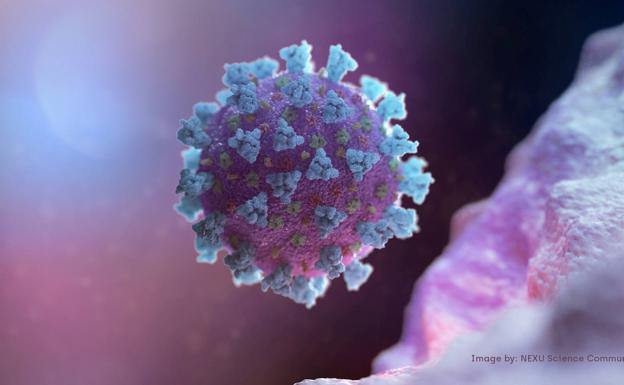 Bulos y falsas alarmas sobre el coronavirus 