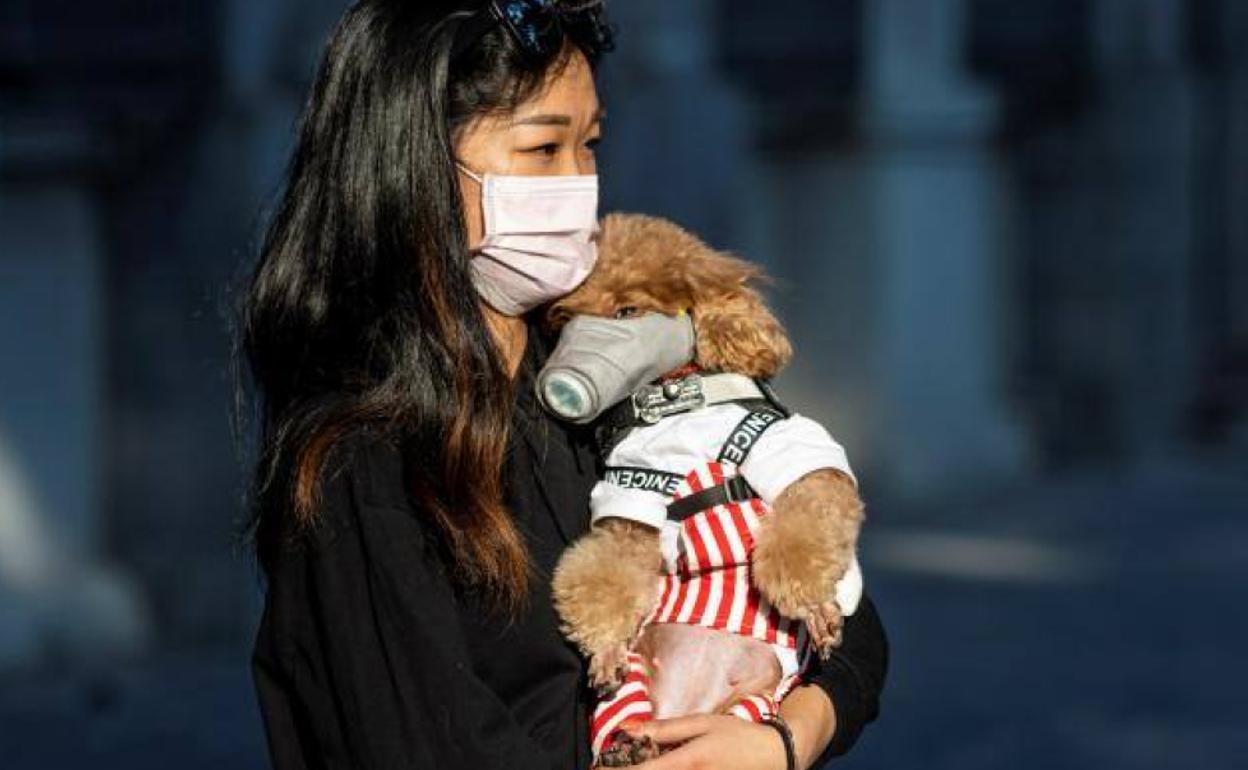 El perro de una paciente de Hong Kong contagiada por coronavirus, en cuarentena
