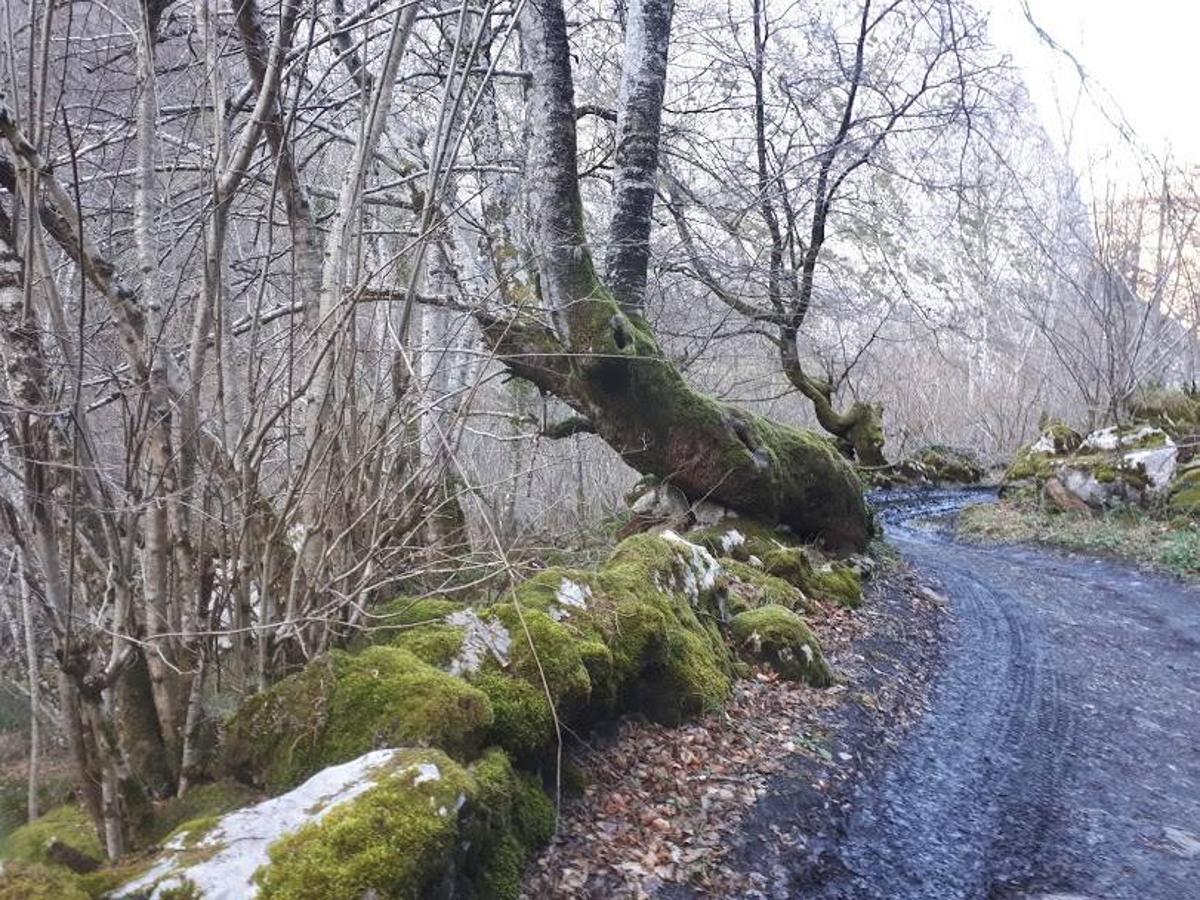 Te invitamos a recorrer con nosotros esta maravillosa ruta en pleno Parque Natural de Redes, que parte desde el pueblo de Caleao y que transcurre junto al río Los Arrudos y a su desfiladero. Esta ruta nos conducirá también por el frondoso hayedo de Los Arrobellaos, la majada de Roxecu, la majada de Llede, la de los Moyones, el Lago Ubales (una laguna de montaña en la que habitan tritones y varias plantas curiosas), el antiguo Camín de Castilla o las cabañas de Pasaoriu, entre otros. Una senda con encanto perfecta para disfrutar del senderismo y la naturaleza.