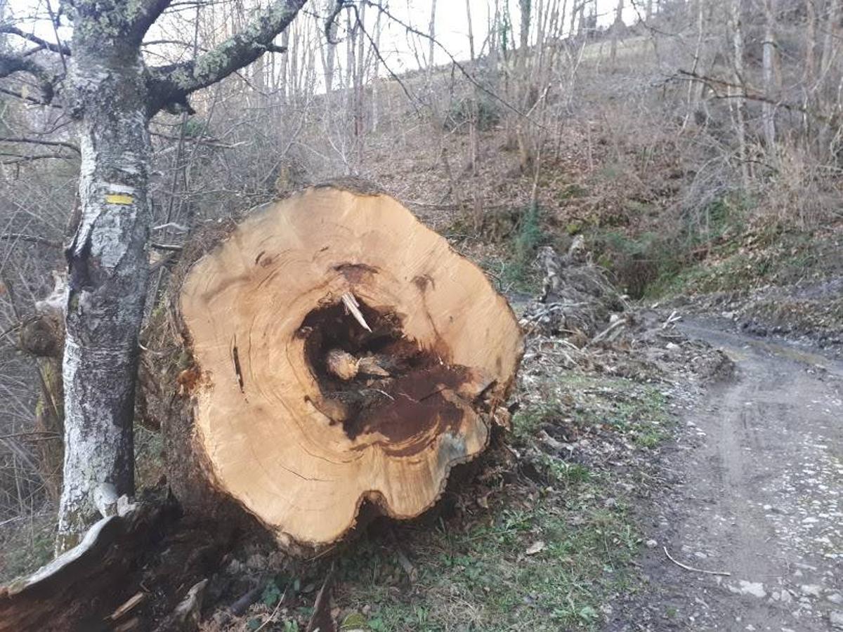 Te invitamos a recorrer con nosotros esta maravillosa ruta en pleno Parque Natural de Redes, que parte desde el pueblo de Caleao y que transcurre junto al río Los Arrudos y a su desfiladero. Esta ruta nos conducirá también por el frondoso hayedo de Los Arrobellaos, la majada de Roxecu, la majada de Llede, la de los Moyones, el Lago Ubales (una laguna de montaña en la que habitan tritones y varias plantas curiosas), el antiguo Camín de Castilla o las cabañas de Pasaoriu, entre otros. Una senda con encanto perfecta para disfrutar del senderismo y la naturaleza.