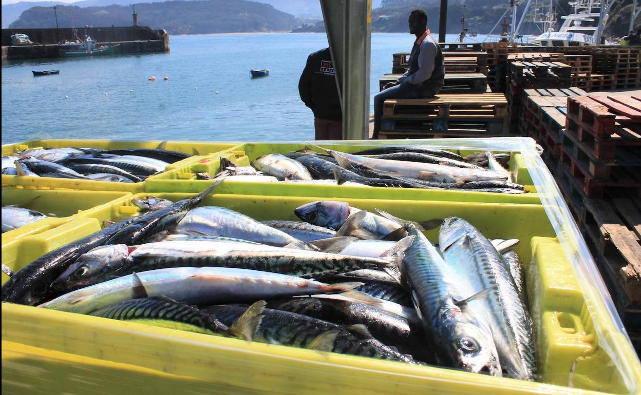 Imagen de archivo de la descarga de pescado de los barcos que faenan en la costera de la xarda. 