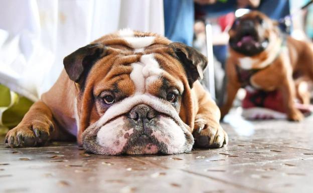 ¿Cuánto tiempo puedo pasear al perro durante el estado de alarma?