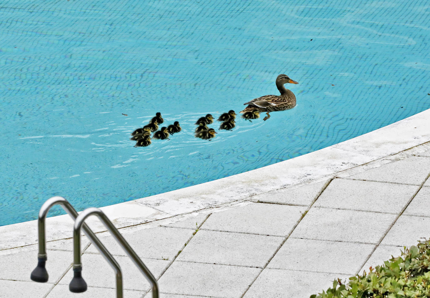 Una camada de patos tuvo que se rescatada este viernes en una urbanización de Viesques. Disfrutan de la piscina comunitaria mientras los vecinos permanecen confinados en sus casas. En el 'rescate' participaron agentes de la Policía Local. Fueron trasladados al parque.