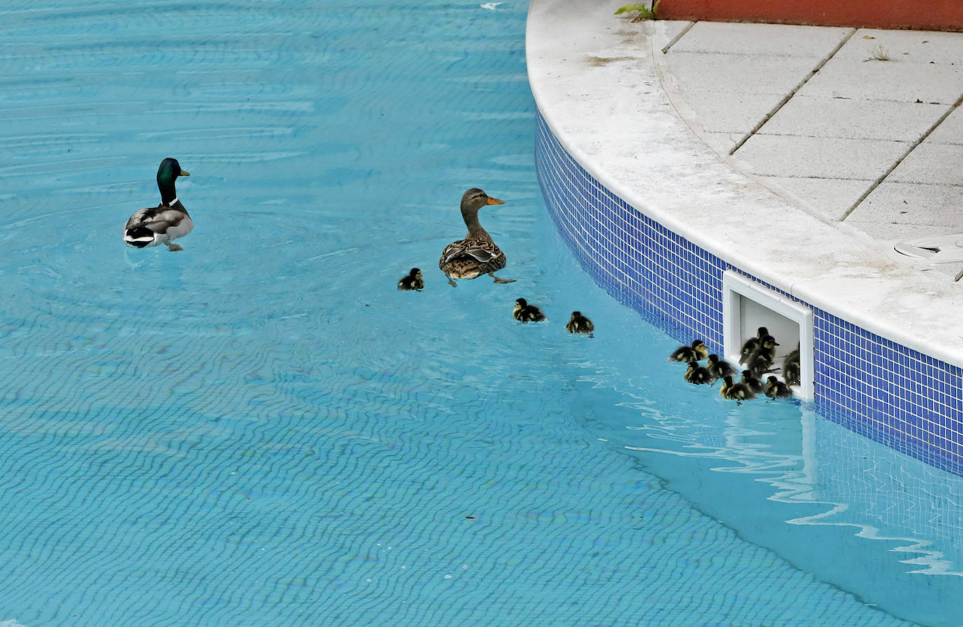 Una camada de patos tuvo que se rescatada este viernes en una urbanización de Viesques. Disfrutan de la piscina comunitaria mientras los vecinos permanecen confinados en sus casas. En el 'rescate' participaron agentes de la Policía Local. Fueron trasladados al parque.