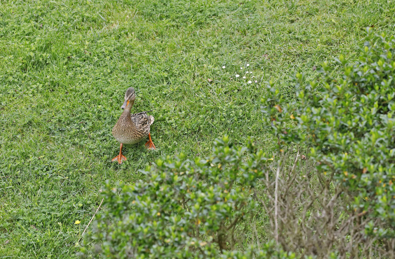 Una camada de patos tuvo que se rescatada este viernes en una urbanización de Viesques. Disfrutan de la piscina comunitaria mientras los vecinos permanecen confinados en sus casas. En el 'rescate' participaron agentes de la Policía Local. Fueron trasladados al parque.