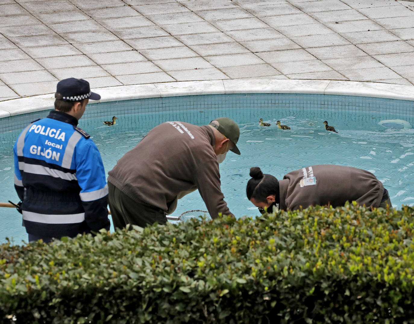 Una camada de patos tuvo que se rescatada este viernes en una urbanización de Viesques. Disfrutan de la piscina comunitaria mientras los vecinos permanecen confinados en sus casas. En el 'rescate' participaron agentes de la Policía Local. Fueron trasladados al parque.