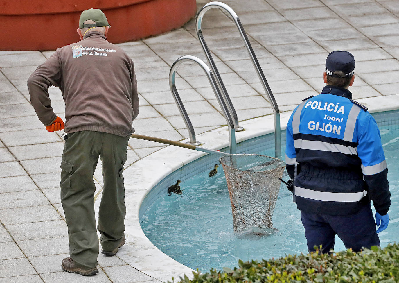 Una camada de patos tuvo que se rescatada este viernes en una urbanización de Viesques. Disfrutan de la piscina comunitaria mientras los vecinos permanecen confinados en sus casas. En el 'rescate' participaron agentes de la Policía Local. Fueron trasladados al parque.