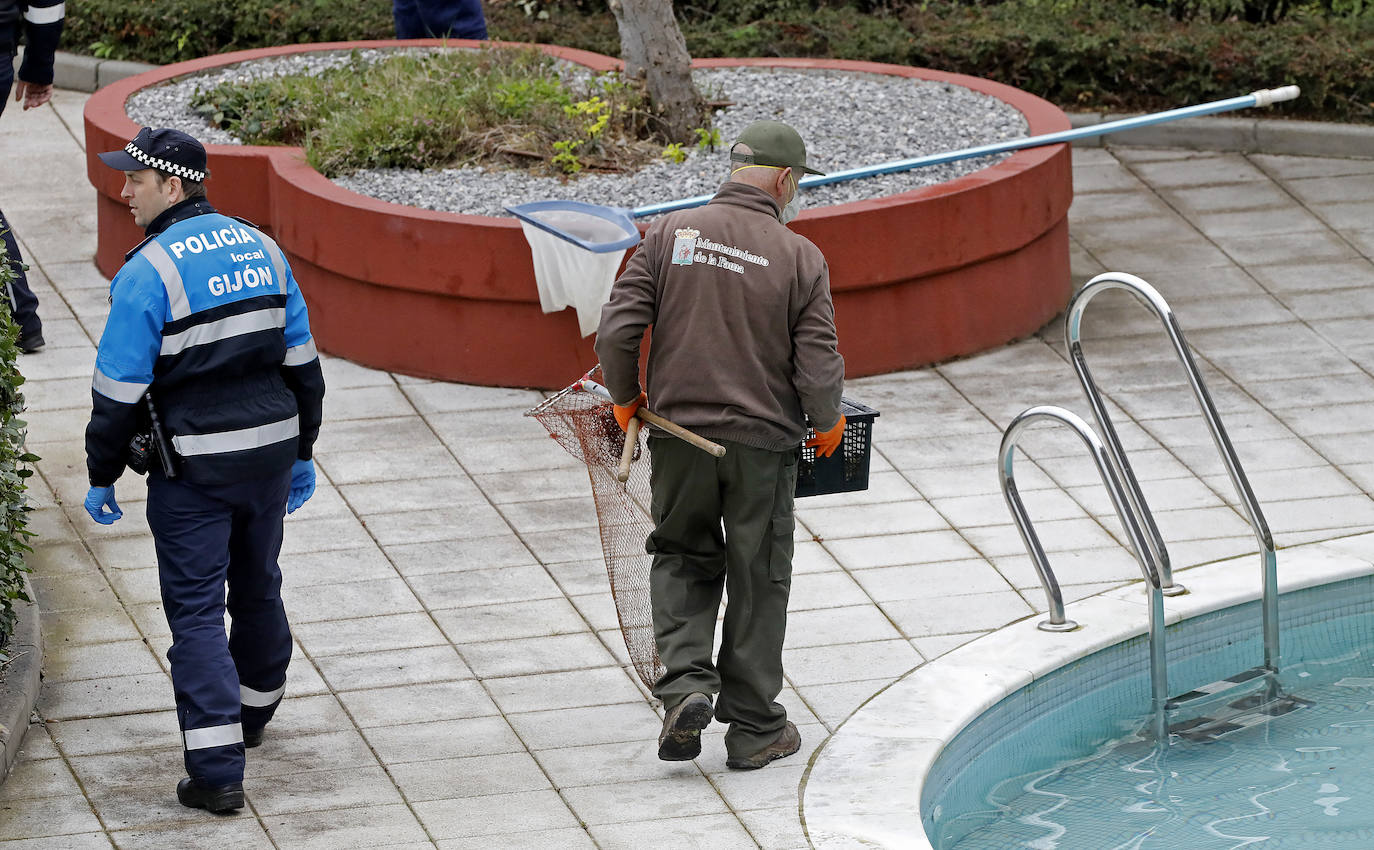 Una camada de patos tuvo que se rescatada este viernes en una urbanización de Viesques. Disfrutan de la piscina comunitaria mientras los vecinos permanecen confinados en sus casas. En el 'rescate' participaron agentes de la Policía Local. Fueron trasladados al parque.