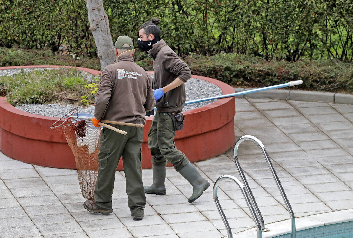 Una camada de patos tuvo que se rescatada este viernes en una urbanización de Viesques. Disfrutan de la piscina comunitaria mientras los vecinos permanecen confinados en sus casas. En el 'rescate' participaron agentes de la Policía Local. Fueron trasladados al parque.