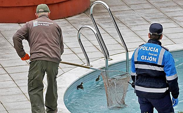 Los patos en el momento de ser rescatados de la piscina.