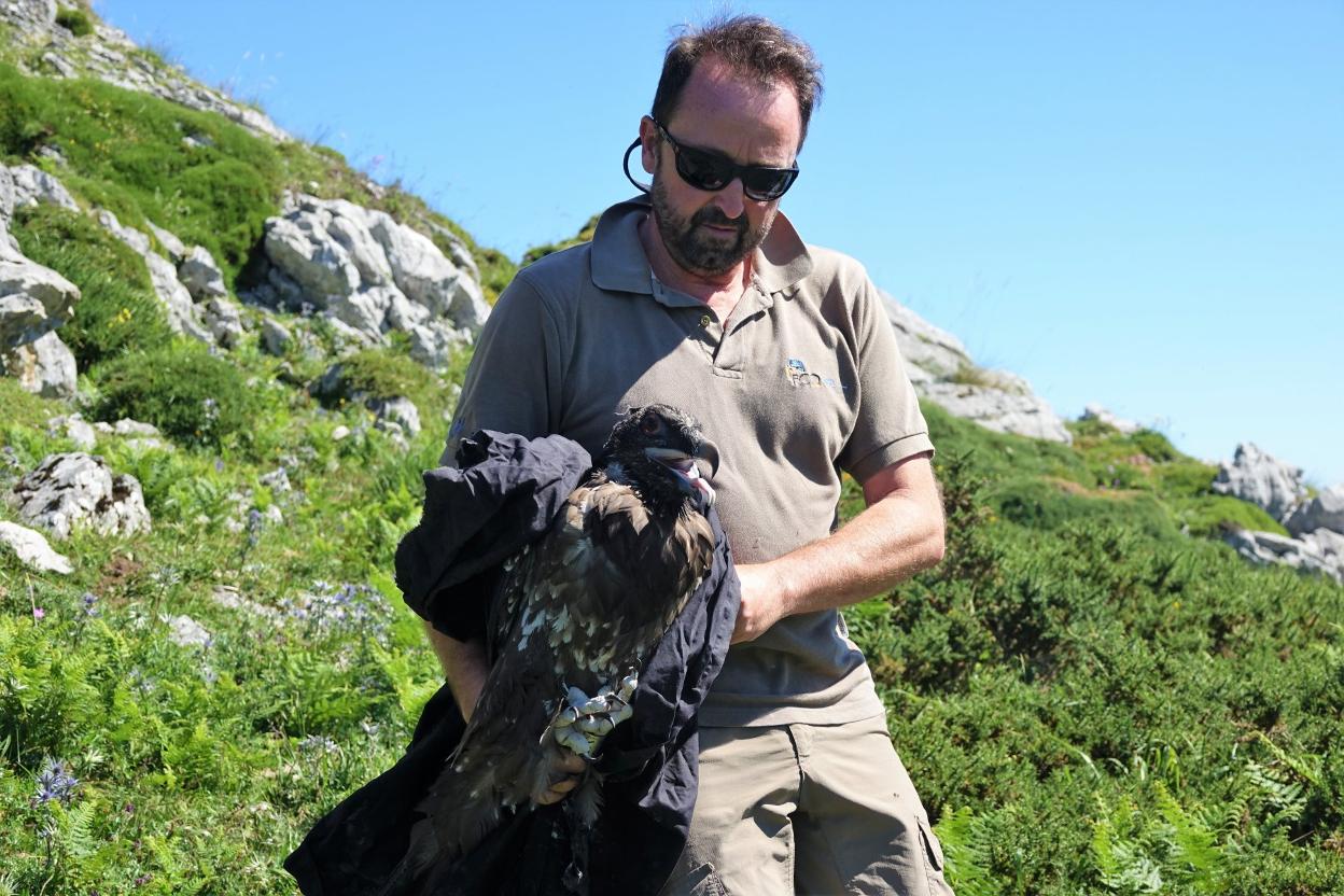 El director de la FCQ, Gerardo Báguena, con 'Hugo', uno de los últimos ejemplares liberados en Picos. 
