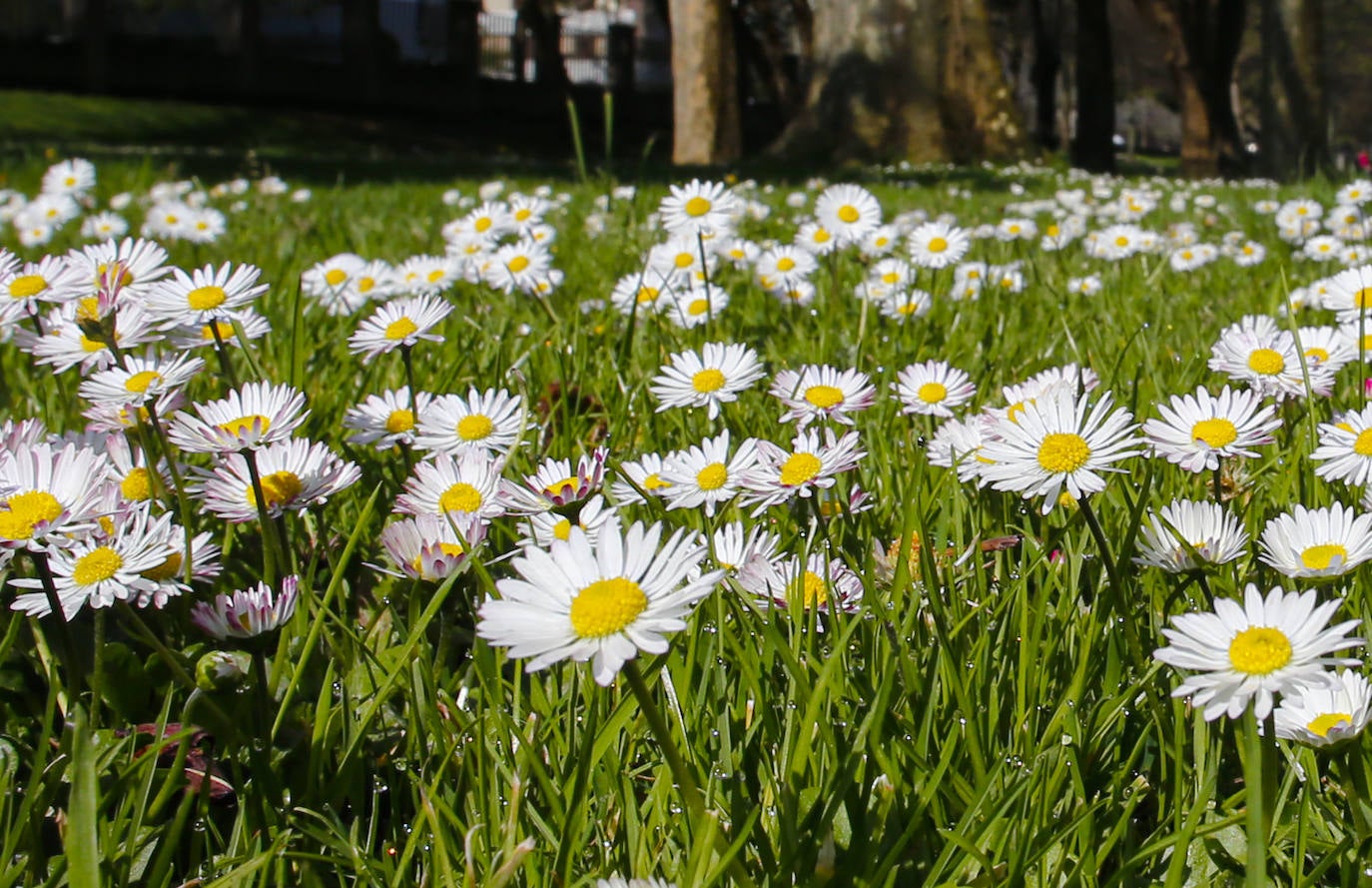 Te acercamos las imágenes de Asturias que este año apenas podemos disfrutar a causa de la terrible pandemia que azota nuestro país. 