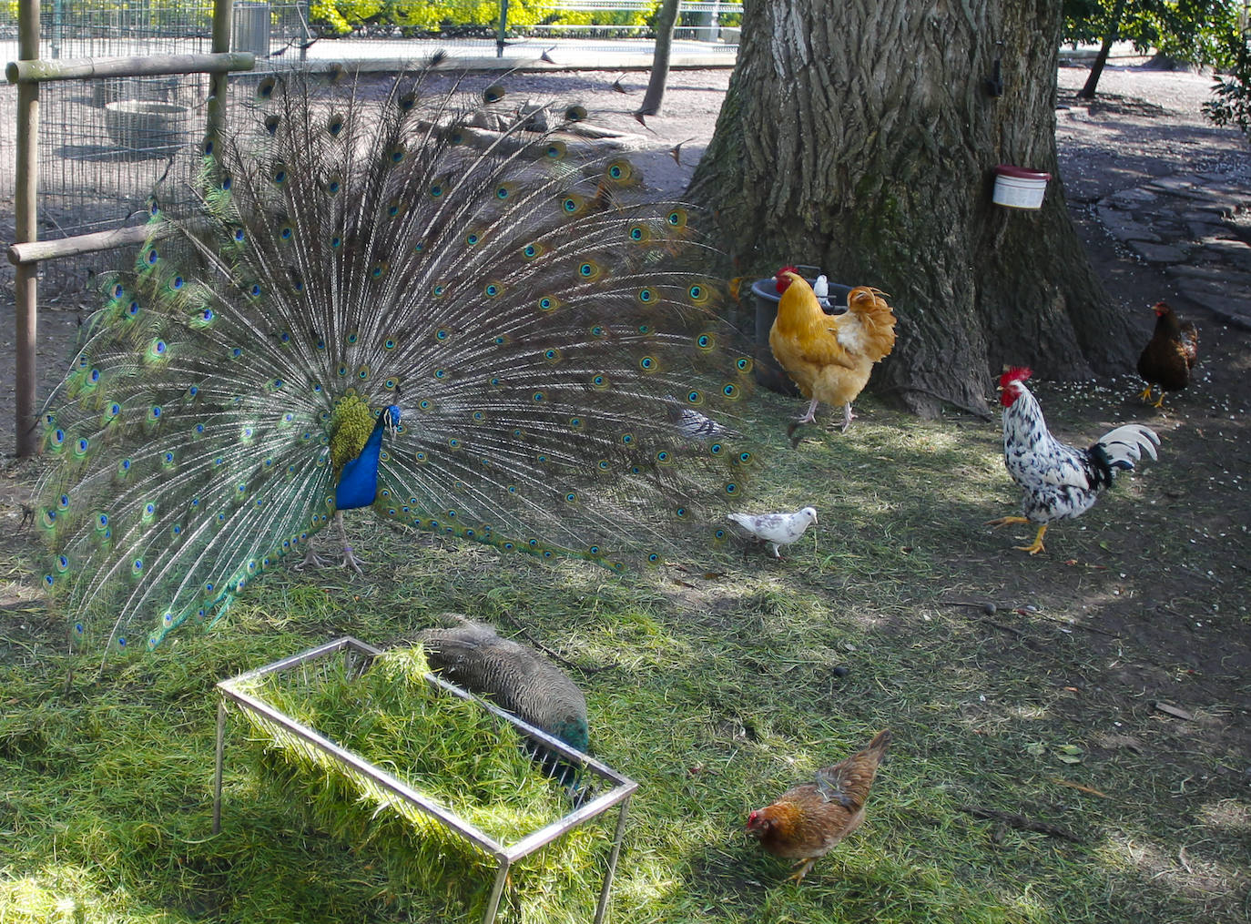 Te acercamos las imágenes de Asturias que este año apenas podemos disfrutar a causa de la terrible pandemia que azota nuestro país. 