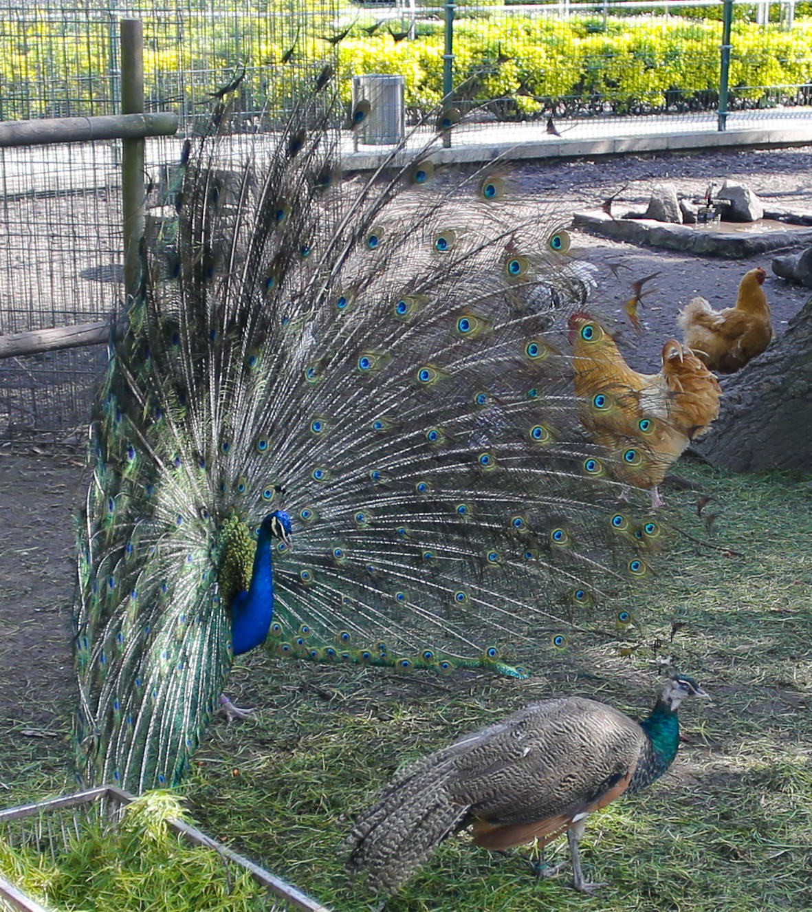 Te acercamos las imágenes de Asturias que este año apenas podemos disfrutar a causa de la terrible pandemia que azota nuestro país. 