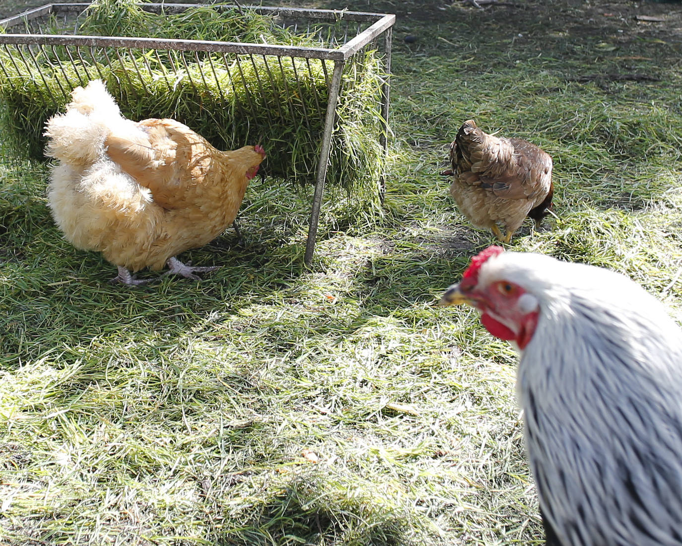 Te acercamos las imágenes de Asturias que este año apenas podemos disfrutar a causa de la terrible pandemia que azota nuestro país. 