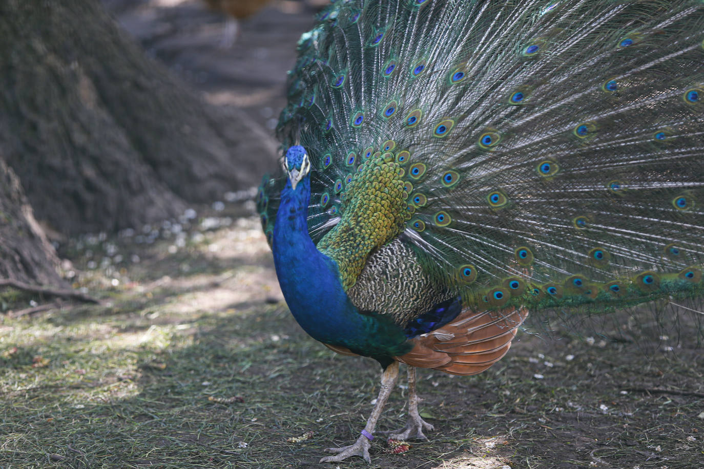 Te acercamos las imágenes de Asturias que este año apenas podemos disfrutar a causa de la terrible pandemia que azota nuestro país. 