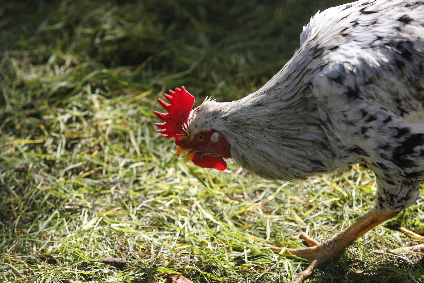 Te acercamos las imágenes de Asturias que este año apenas podemos disfrutar a causa de la terrible pandemia que azota nuestro país. 