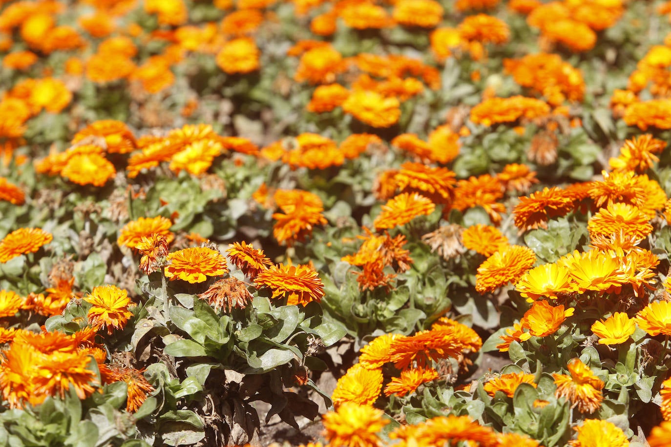 Te acercamos las imágenes de Asturias que este año apenas podemos disfrutar a causa de la terrible pandemia que azota nuestro país. 