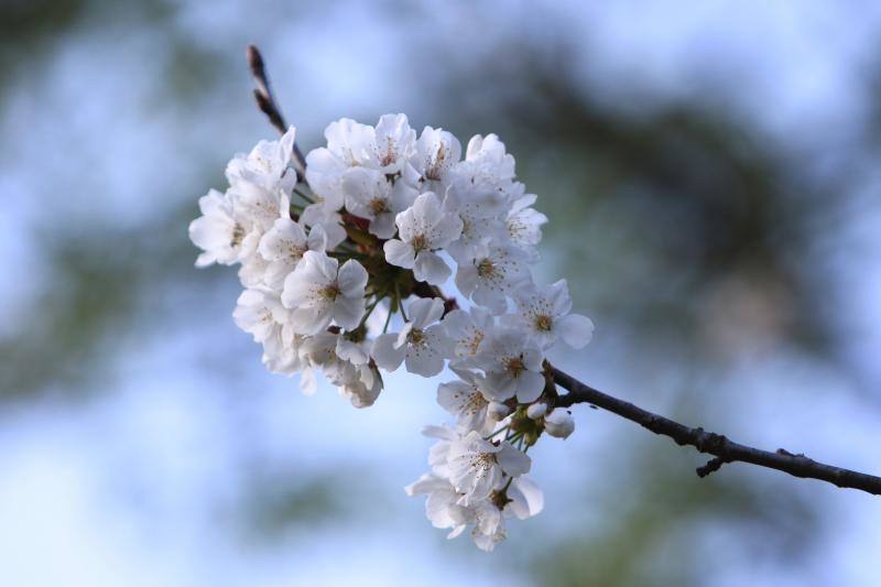 Te acercamos las imágenes de Asturias que este año apenas podemos disfrutar a causa de la terrible pandemia que azota nuestro país. 