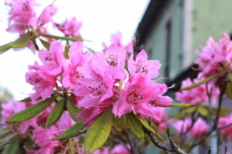 Te acercamos las imágenes de Asturias que este año apenas podemos disfrutar a causa de la terrible pandemia que azota nuestro país. 