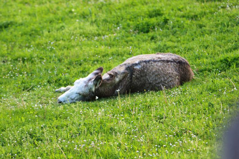 Te acercamos las imágenes de Asturias que este año apenas podemos disfrutar a causa de la terrible pandemia que azota nuestro país. 