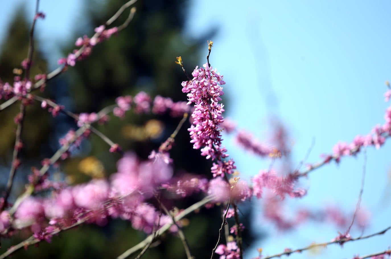 Te acercamos las imágenes de Asturias que este año apenas podemos disfrutar a causa de la terrible pandemia que azota nuestro país. 