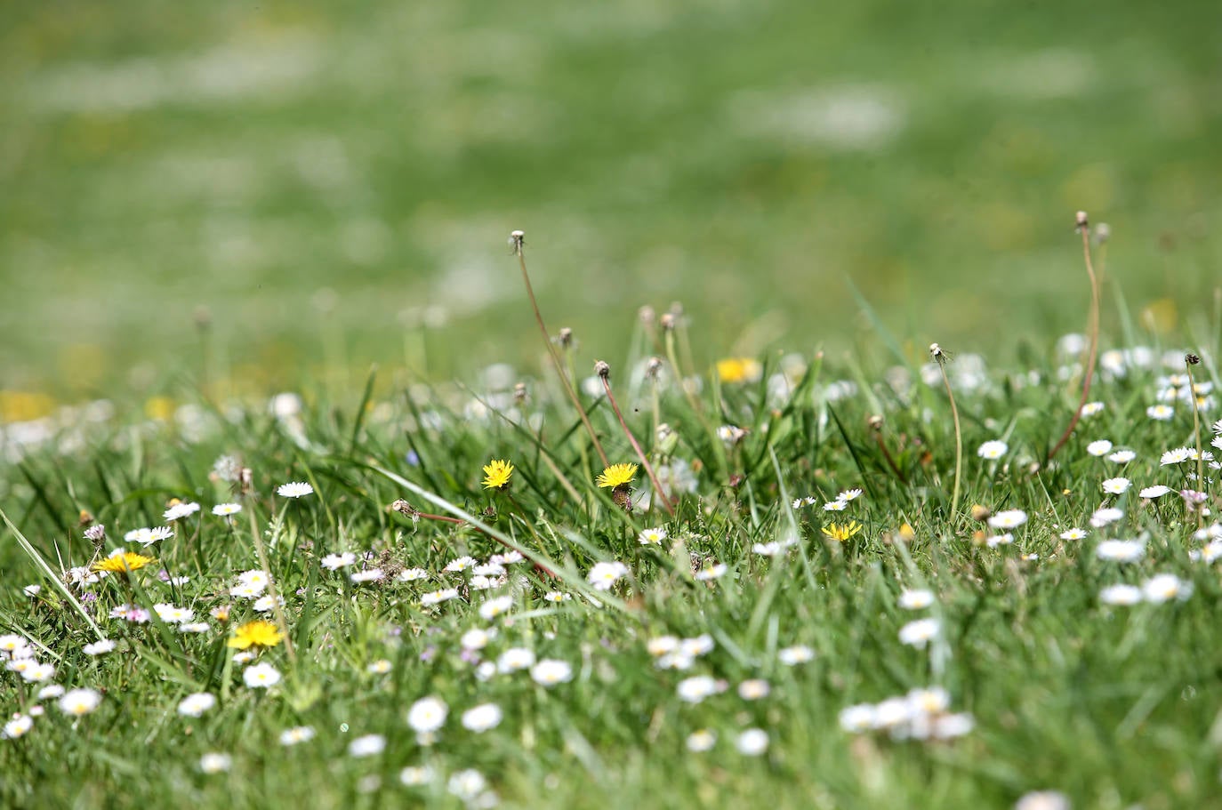Te acercamos las imágenes de Asturias que este año apenas podemos disfrutar a causa de la terrible pandemia que azota nuestro país. 