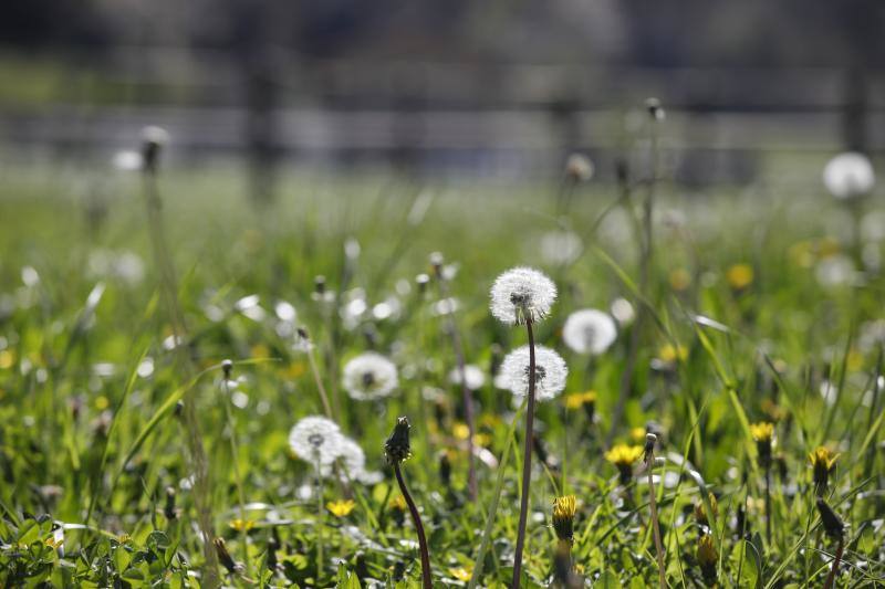 Te acercamos las imágenes de Asturias que este año apenas podemos disfrutar a causa de la terrible pandemia que azota nuestro país. 