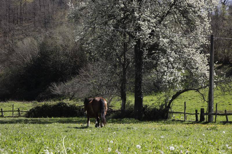 Te acercamos las imágenes de Asturias que este año apenas podemos disfrutar a causa de la terrible pandemia que azota nuestro país. 